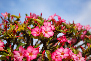 Fototapeta premium Adenium obesum, Pink desert rose flowers in full bloom.