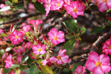 Adenium obesum, Close-up of blooming desert rose with green leaves.