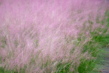 A Dreamy Sea of Pink Muhly Grass Swaying in the Breeze