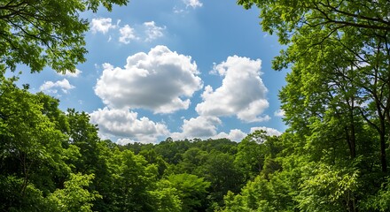 Lush Green Canopy and Blue Sky - A Forest View.