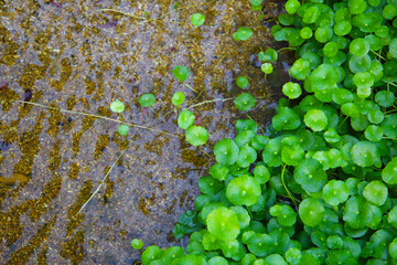 Green Asiatic pennywort or Centella asiatica leaves with fresh water droplets growing beside a clear stream with pebbles at the bottom.