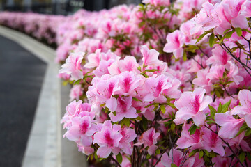 Pink azaleas bloom beautifully along a fence in Tokyo. Japan