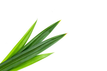 Fresh pandan leaves on white background.