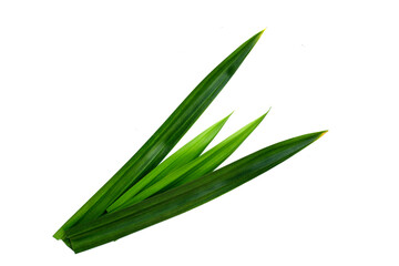 Fresh pandan leaves on white background.