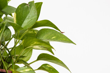 green plant on a white background in Rio de Janeiro.