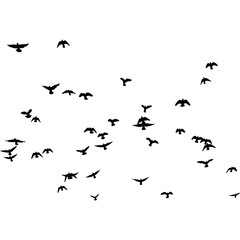 Silhouette of a Flock of Birds