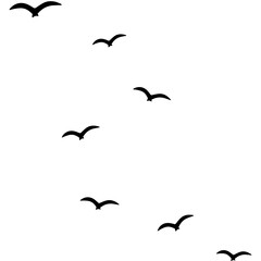 bird illustration