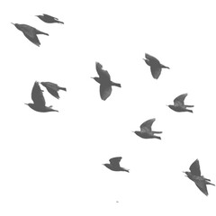 Birds silhouette
