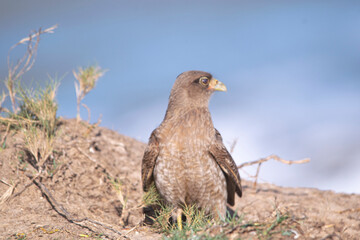 falcon resting near the seashore