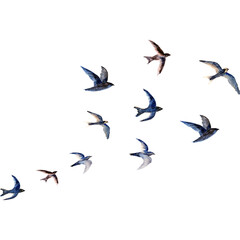 spring flying birds