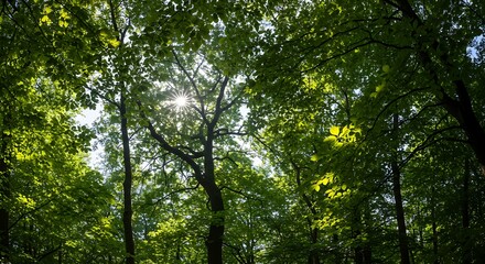 Fototapeta premium Sunlight filtering through lush green forest canopy on a bright day.