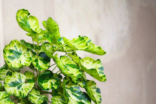 Green yellow leaves of Variegated Polyscias