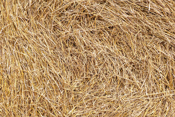 Macro view of straw fiber texture showing natural structure and drying state