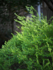 Close-up of Lush Green Shrubs with Vibrant Foliage in a Natural Outdoor Setting