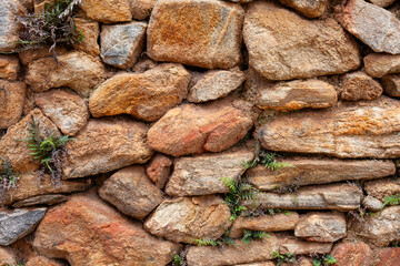 Horizontal rustic wall background with emerging greenery