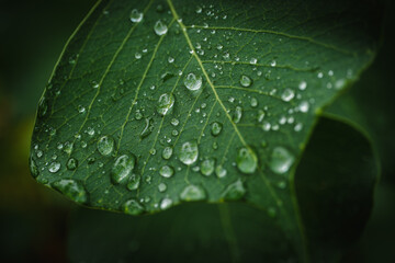 雨粒の残る緑の葉っぱ　マクロで捉えた水滴と葉脈のテクスチャ