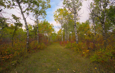 Autumn in the forest
