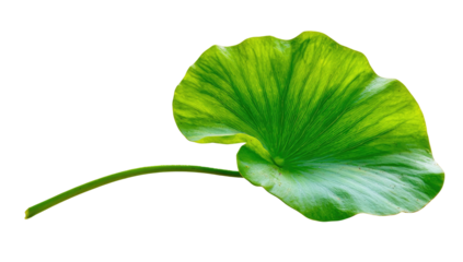 A single vibrant green leaf, elegantly shaped, gracefully rests against a stark, black background