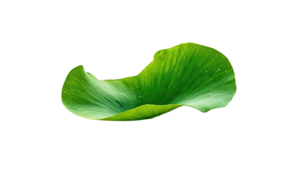 Isolated vibrant green, heart-shaped leaf against a stark, black background; with detailed veins visible