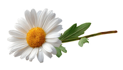 Isolated white daisy with a bright yellow center and green leaves on a solid black background