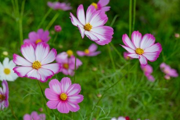 ピンクの縁取りの白いコスモス