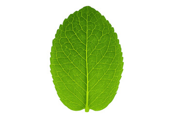Obraz premium Green plant leaf showing detailed veins on transparent background