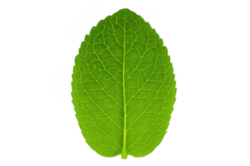 Green plant leaf showing detailed veins on transparent background