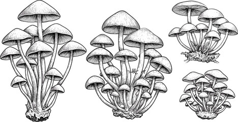 Black and white ink drawing of clusters of small mushrooms fungi fungus