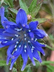 Naklejka premium blue flower of a flower