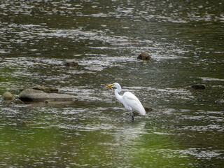 魚を咥えた猪名川のダイサギ