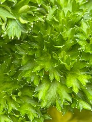 fresh green parsley