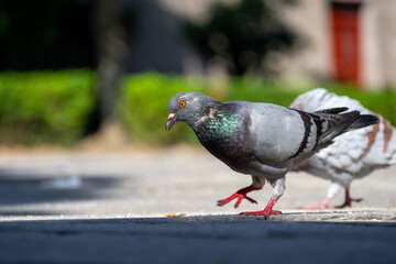 A Pigeon Walking on a City Street with Another Pigeon in the Background