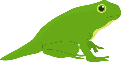 Cartoon Illustration of a Green Tree Frog Amphibian