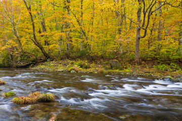 river in autumn forest