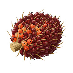 Illustration of a bunch of oil palm fruit, isolated on a white background.