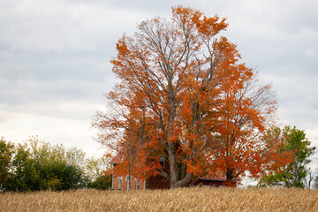 Orange house hiding behind and orange tree.