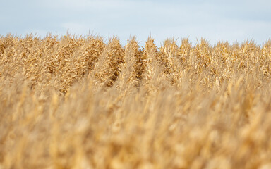 Corn field in autumn.