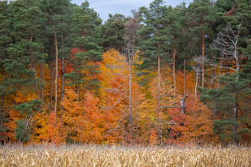 Orange trees immersed inside green evergreen trees.