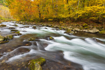 river in autumn forest