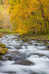 river in autumn forest