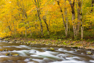 river in autumn forest