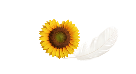 Sunflower and white feather isolated on transparent background, delicate composition