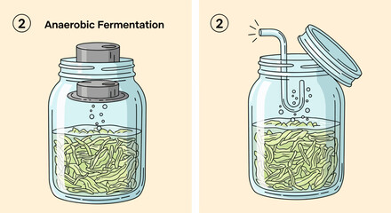 Anaerobic Fermentation Process in Jars with Bubbles.