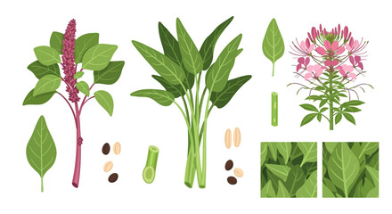 Botanical illustration of various edible plants and their components.