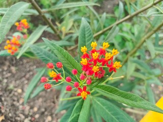 Kembang Mas (Asclepias curassavica), The flowers grow in umbrella-shaped clusters with striking orange, yellow and red colors