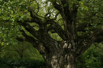 Fototapeta premium Ancient gnarled oak tree with mossy branches in a lush forest