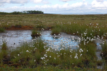 White fluffy flowers of a northern plant called cotton-grass in the polar tundra in autumn.