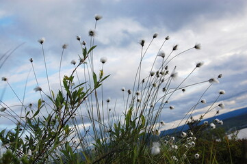 White fluffy flowers of a northern plant called cotton-grass in the polar tundra in autumn.