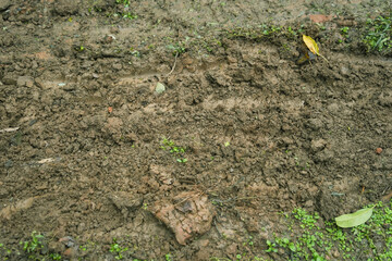 wet muddy ground with fallen leaves
