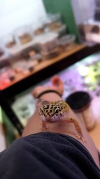 Leopard Gecko is crawling on the arm. Vertical Video